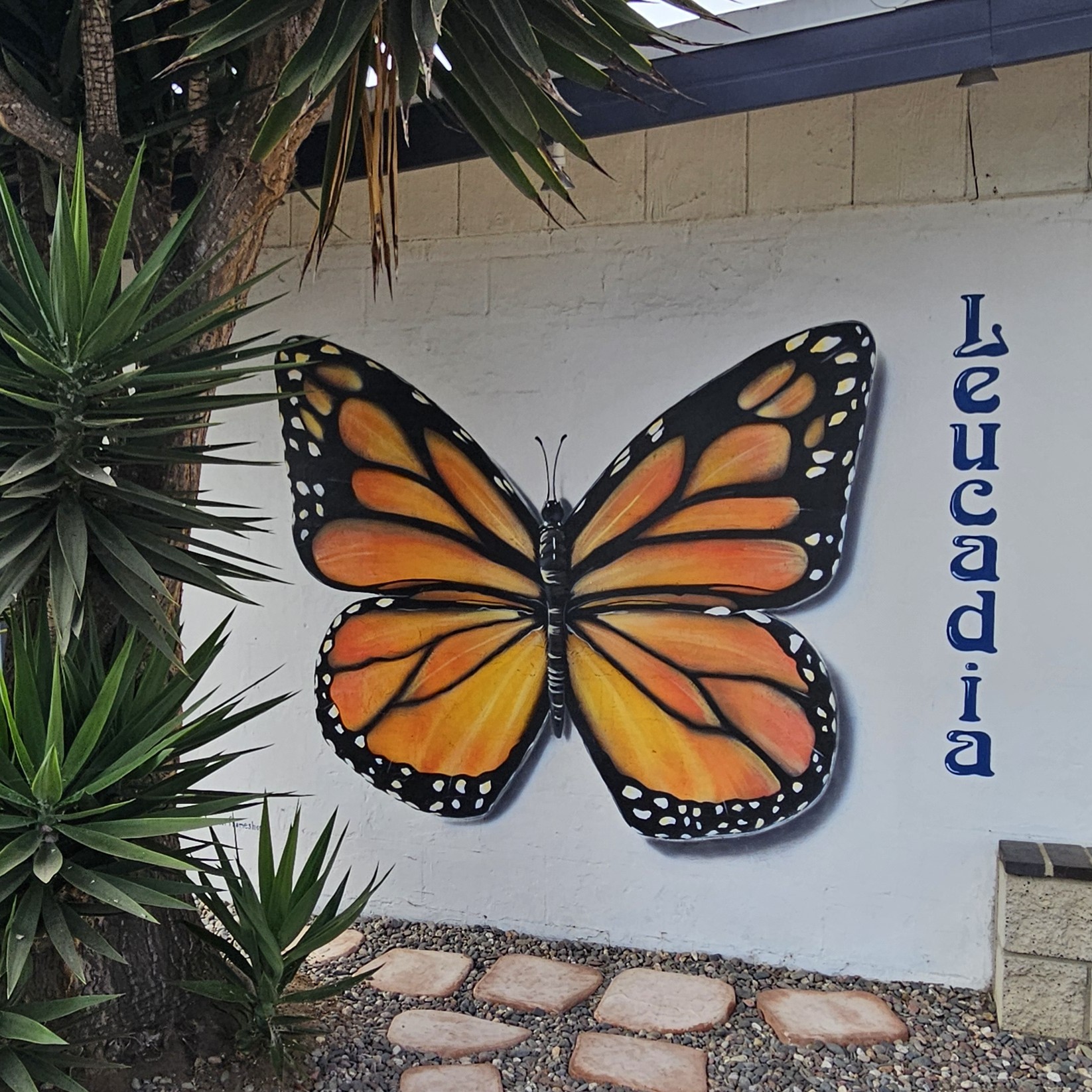Monarch Butterfly