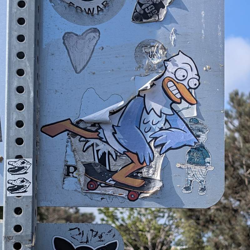 Skate Gill 1